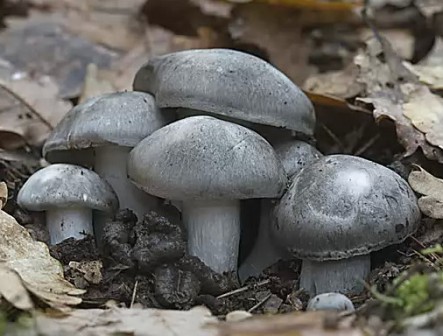    Hygrophorus marzuolus